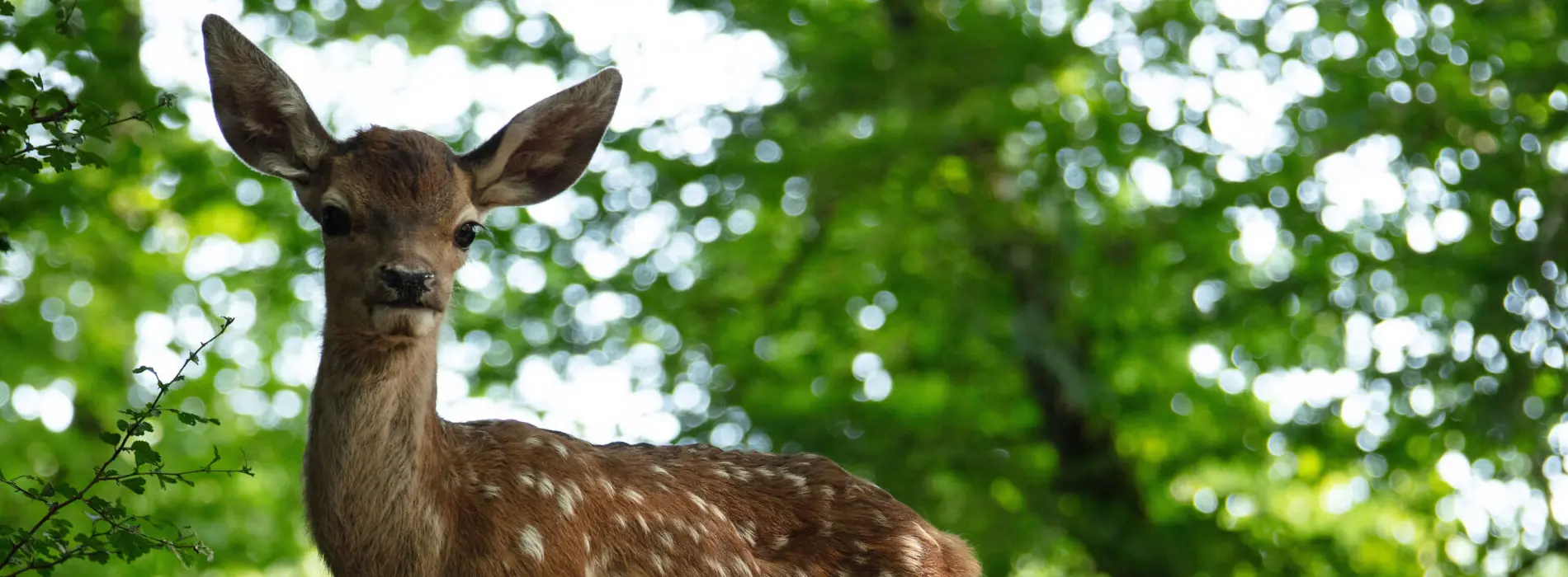 Bambi: Priča o životu u šumi