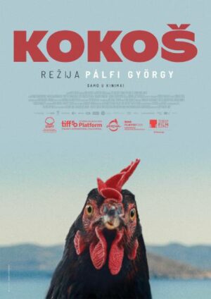 Kokoš